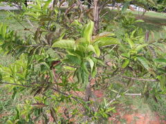 Physocalymma scaberrimum