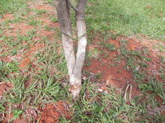 Physocalymma scaberrimum
