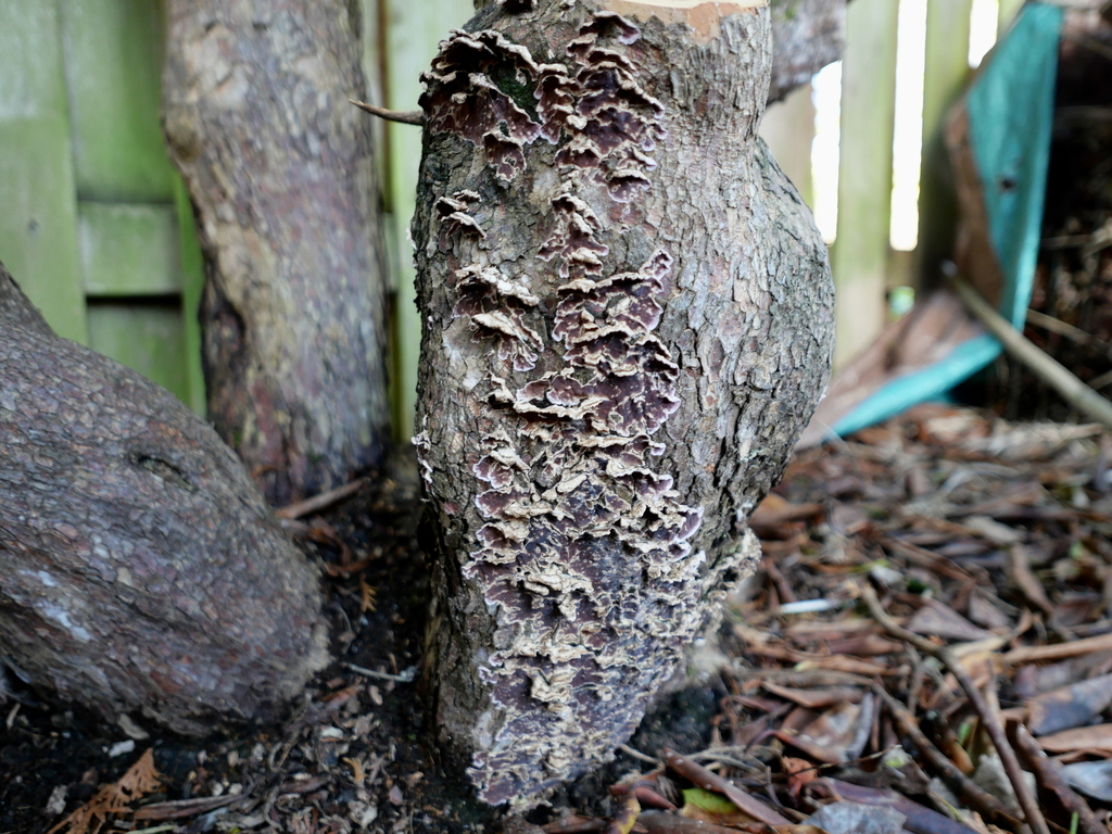 Chondrostereum purpureum · January 2026 · photo: © rojasburke (iNaturalist, cc-by-nc)