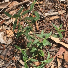 Opercularia hispida