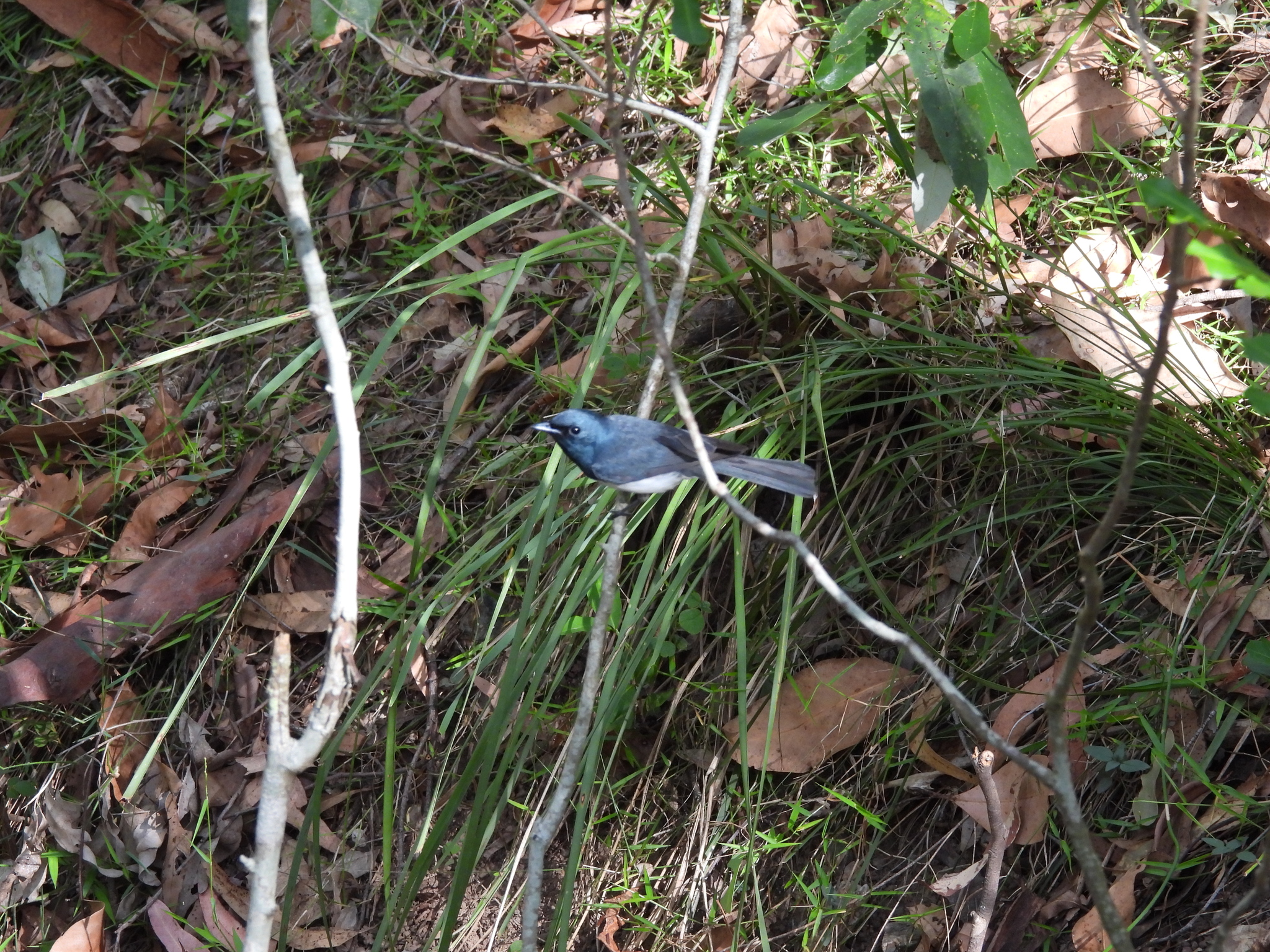 Leaden Flycatcher (Myiagra rubecula), photo 4
