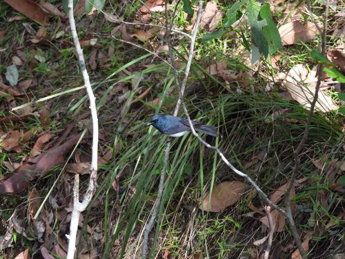 Leaden Flycatcher (Myiagra rubecula), photo 9