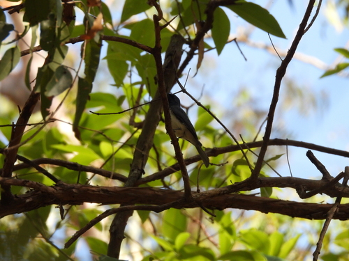 Leaden Flycatcher (Myiagra rubecula), photo 10