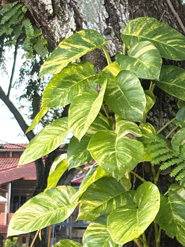 Foto de Jiboia