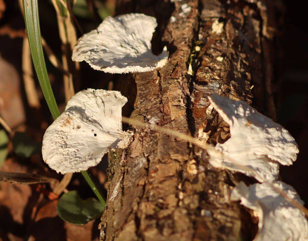 Trametes conchifer · January 2026 · photo: © hr_dragonfly (iNaturalist, cc-by-nc)