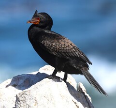 Crowned Cormorant photo 1