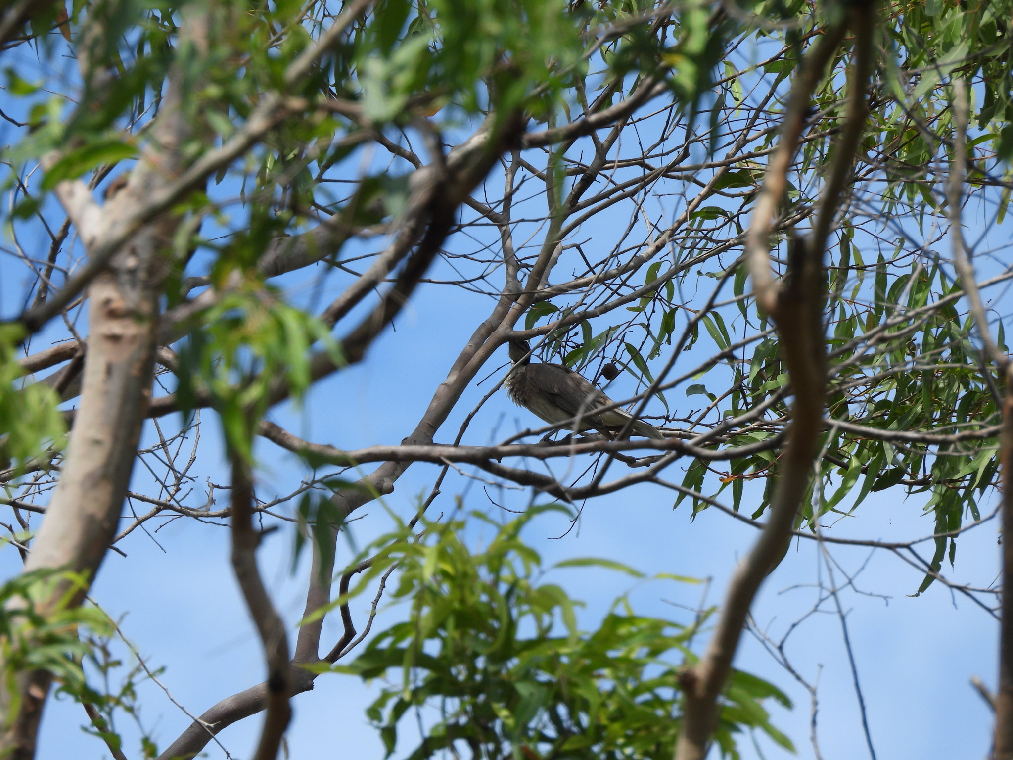 Noisy Friarbird (Philemon corniculatus), photo 10