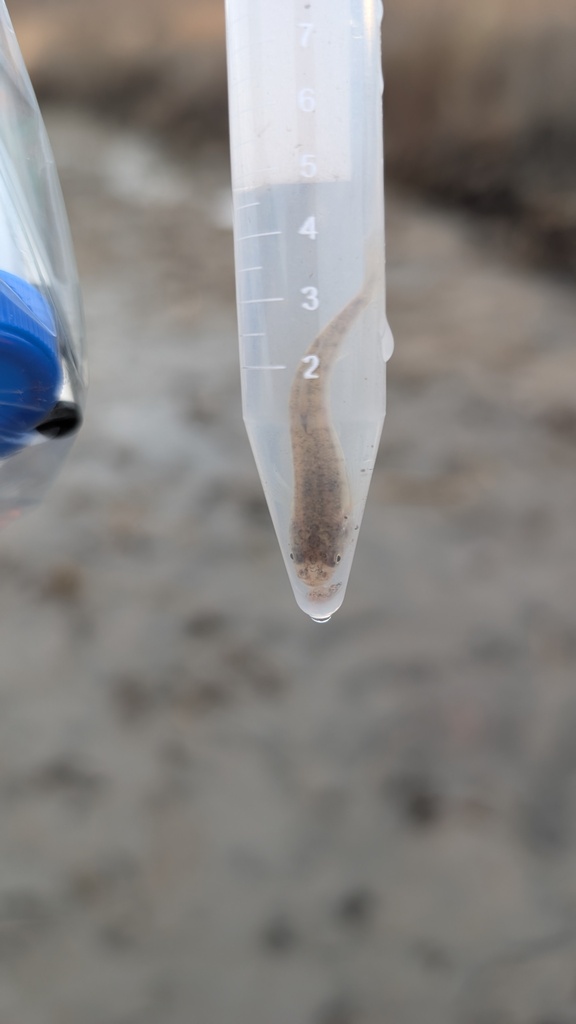 Northern plains killifish (Fundulus kansae) — Fundulidae