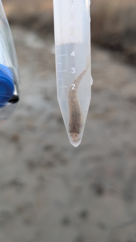 Northern plains killifish (Fundulus kansae) — Fundulidae