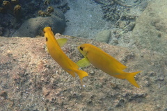 Siganus corallinus