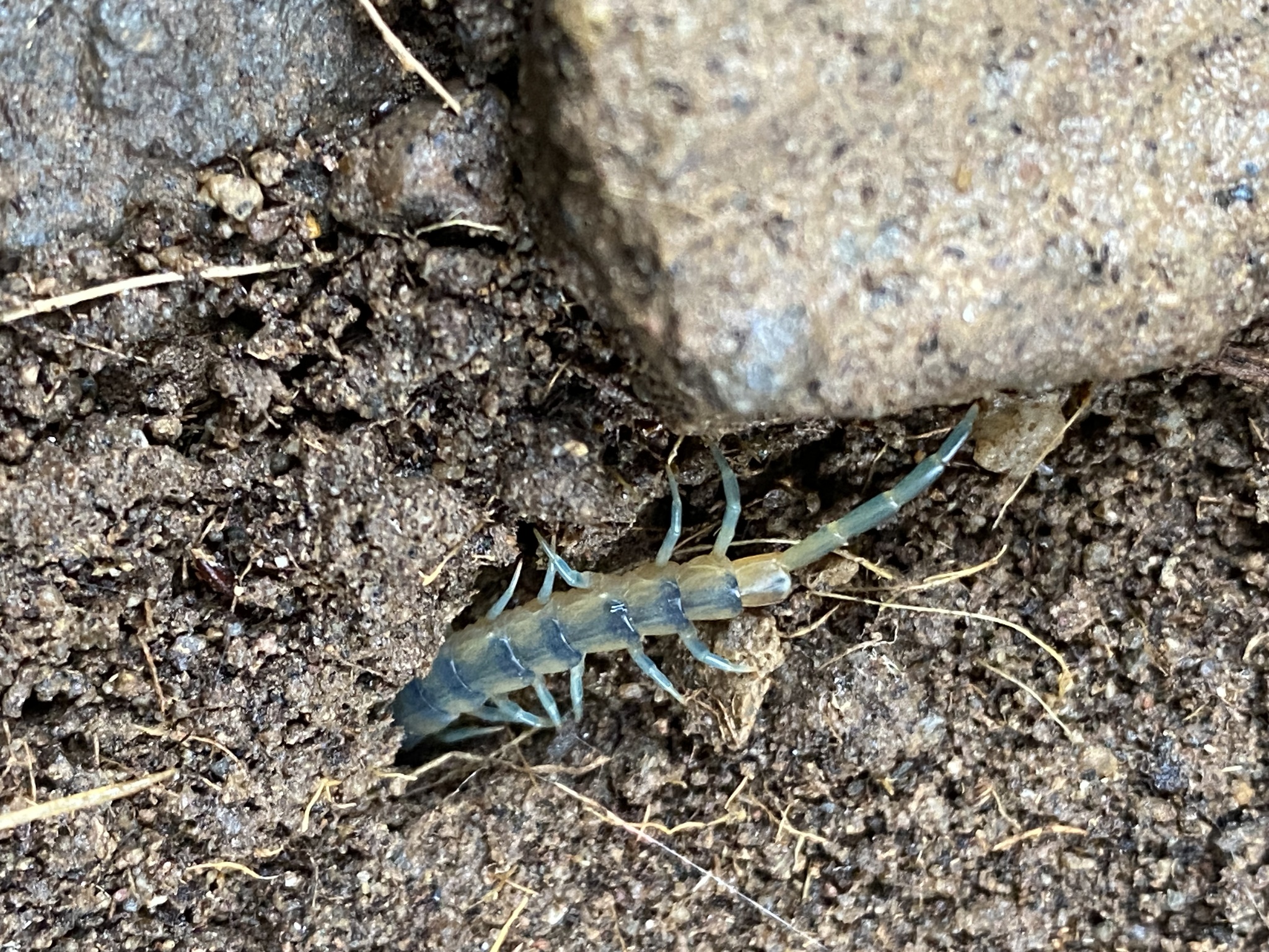 Scolopendra polymorpha Wood, 1861