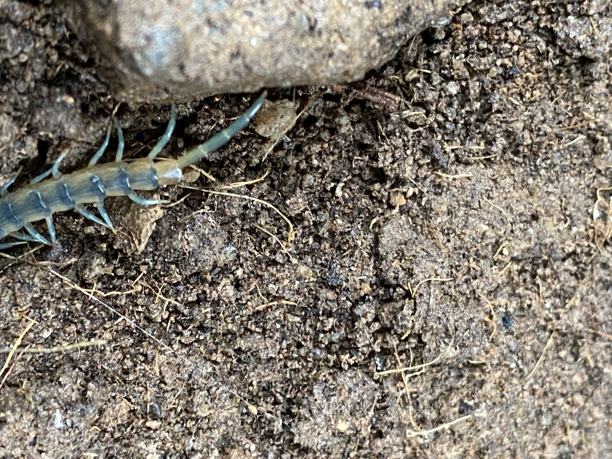 Scolopendra polymorpha Wood, 1861