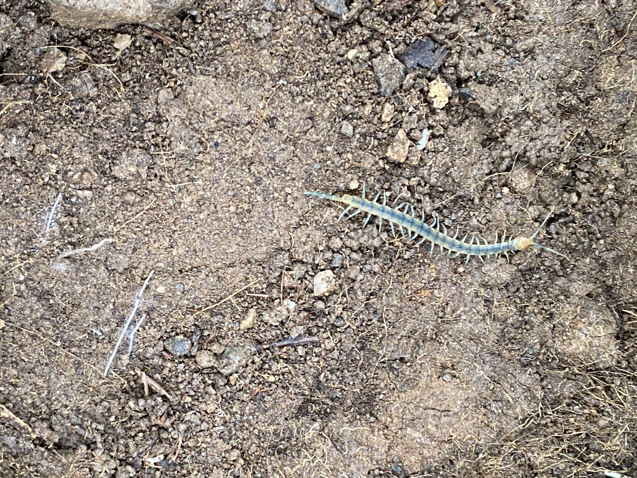Scolopendra polymorpha Wood, 1861