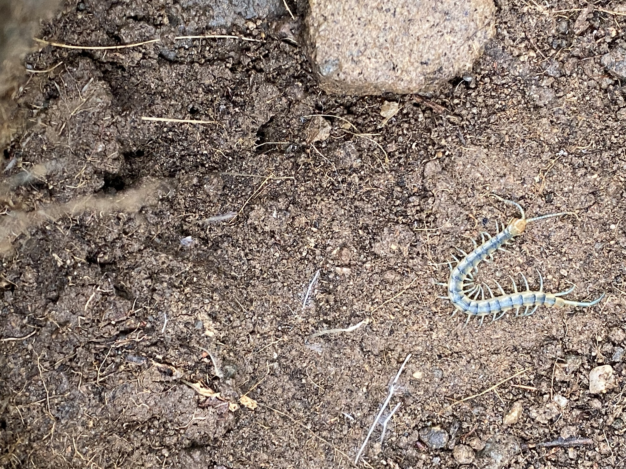 Scolopendra polymorpha Wood, 1861