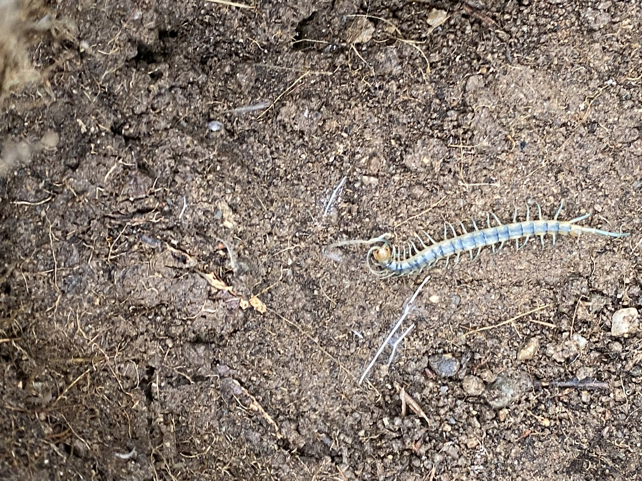Scolopendra polymorpha Wood, 1861