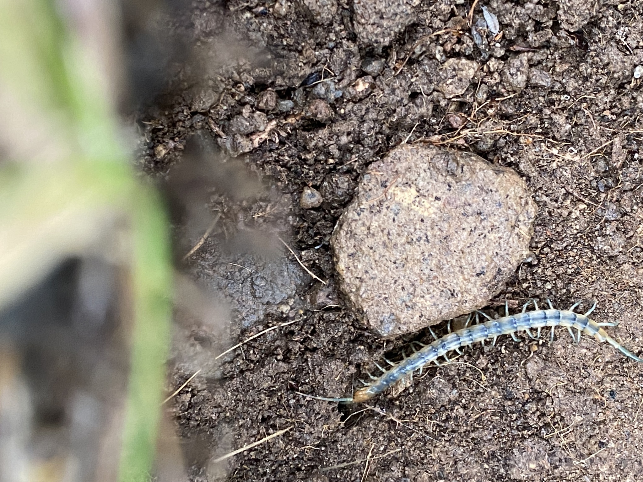 Scolopendra polymorpha Wood, 1861