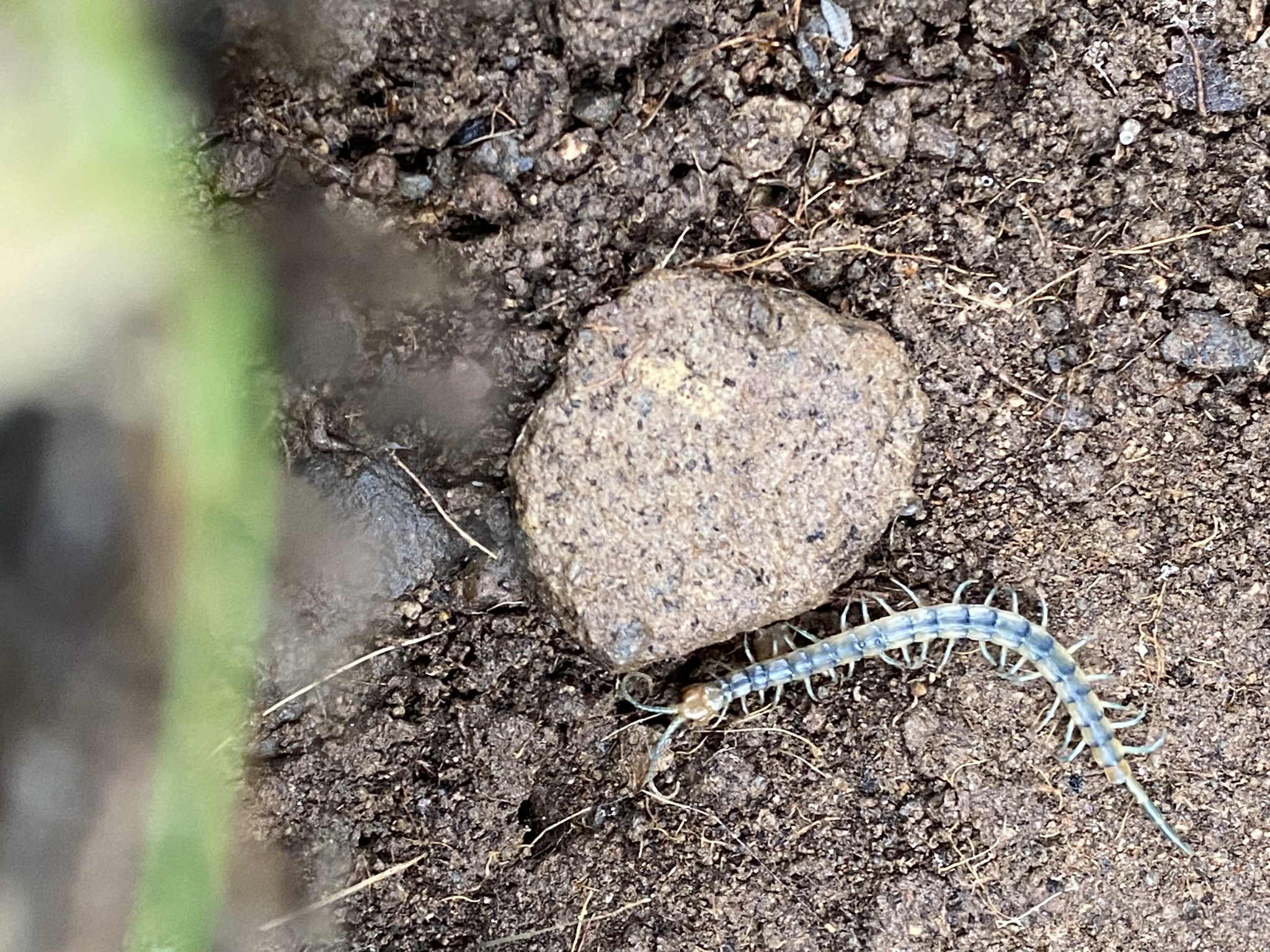 Scolopendra polymorpha Wood, 1861