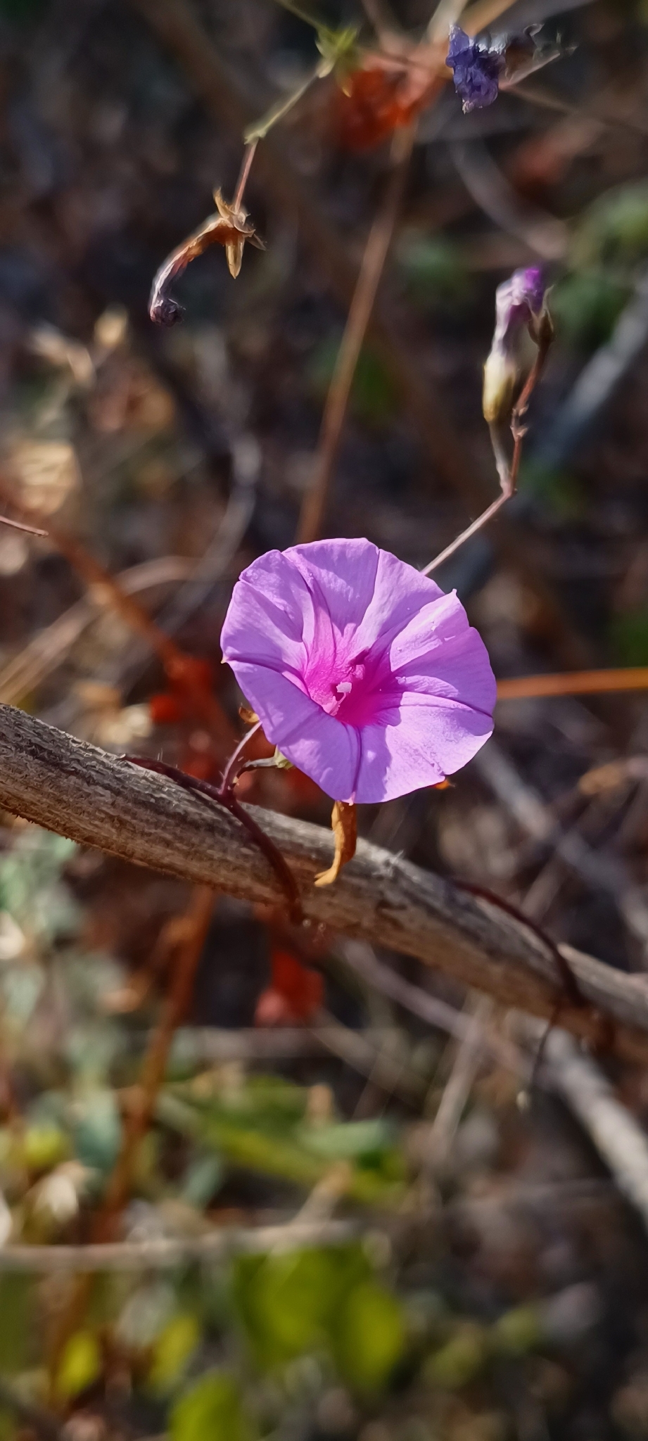 Imagem de corda-de-viola