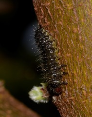 Poneridia semipullata