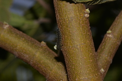 Poneridia semipullata