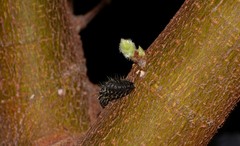 Poneridia semipullata