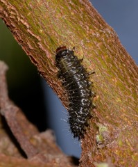 Poneridia semipullata