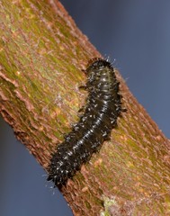 Poneridia semipullata