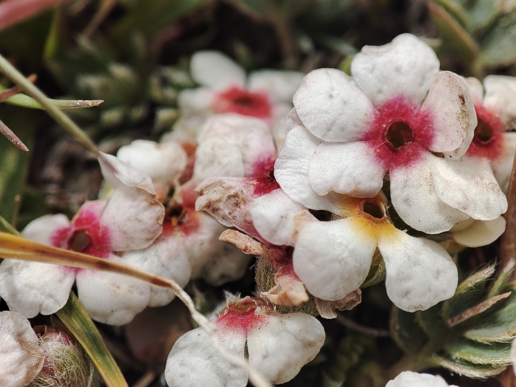 Androsace sericea; photograph author not stated, no rights reserved