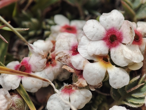 Androsace sericea