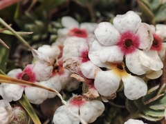 Androsace sericea