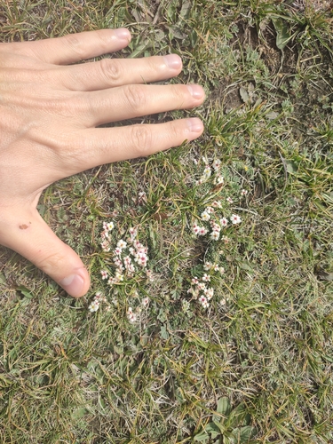 Androsace sericea, photograph 2