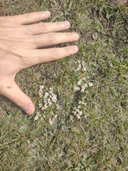 author not stated, no rights reserved Androsace sericea, photograph author not stated, no rights reserved