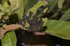 Poneridia semipullata