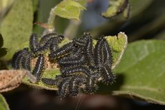 Poneridia semipullata