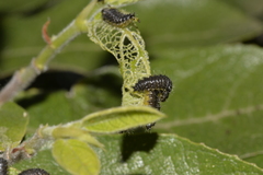 Poneridia semipullata