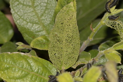 Poneridia semipullata