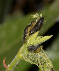 Poneridia semipullata