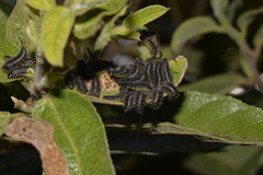 Poneridia semipullata