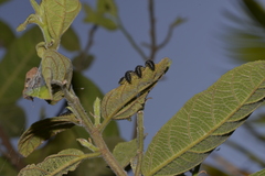 Poneridia semipullata