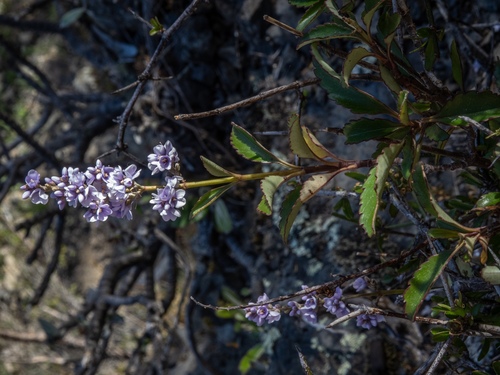Marlborough hebe (Veronica hulkeana)