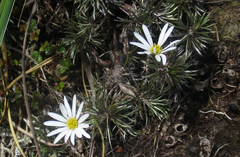 Celmisia laricifolia