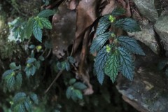Elatostema stipitatum