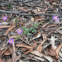 Brachyscome microcarpa