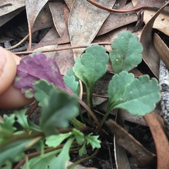 Brachyscome microcarpa