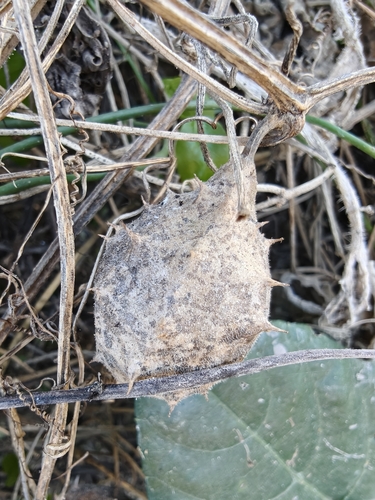 Luffa operculata, photograph 3