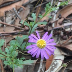 Brachyscome microcarpa