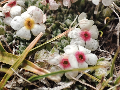 Androsace sericea, photograph 1