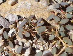 Euphorbia parishii