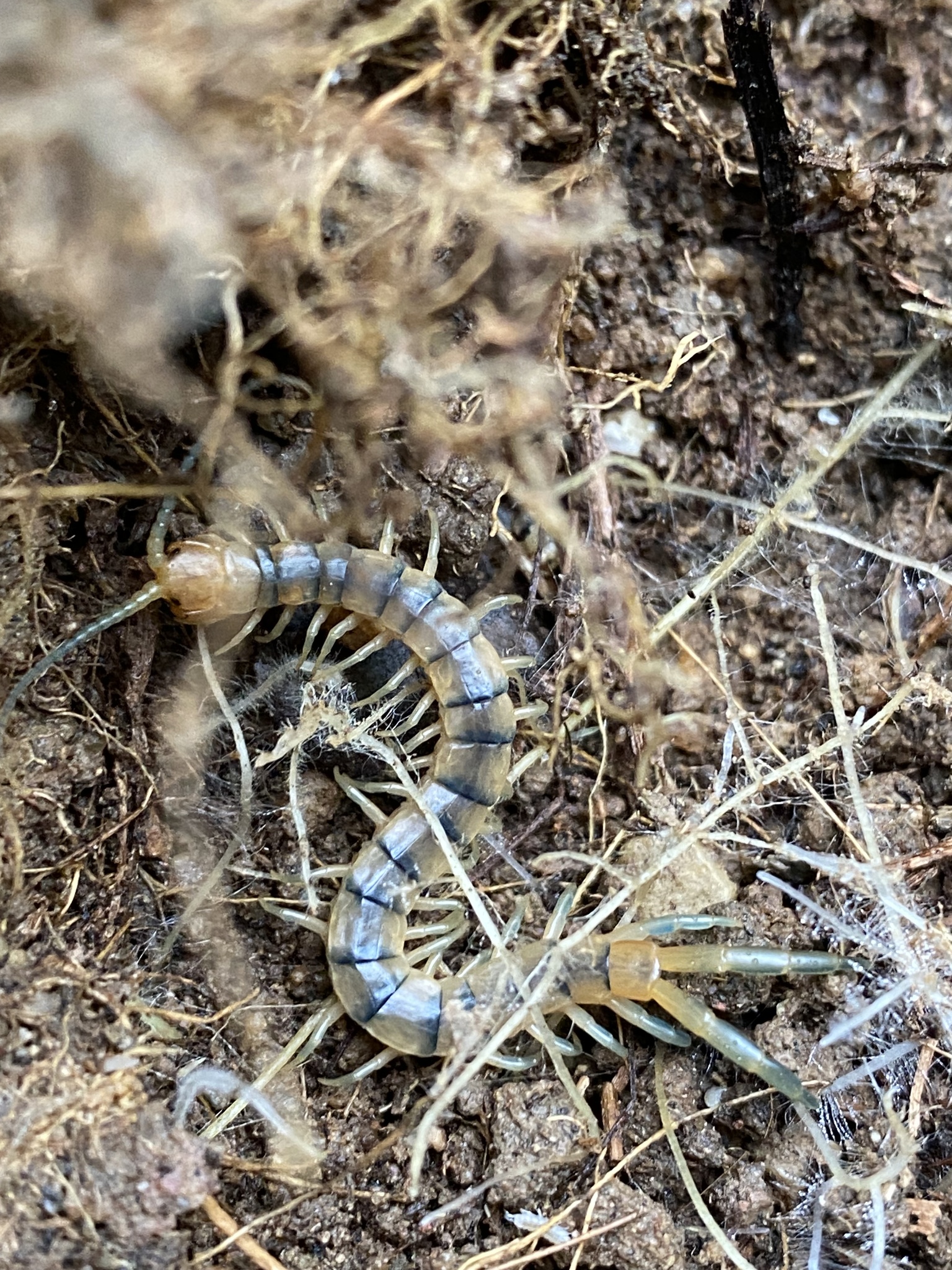 Scolopendra polymorpha Wood, 1861
