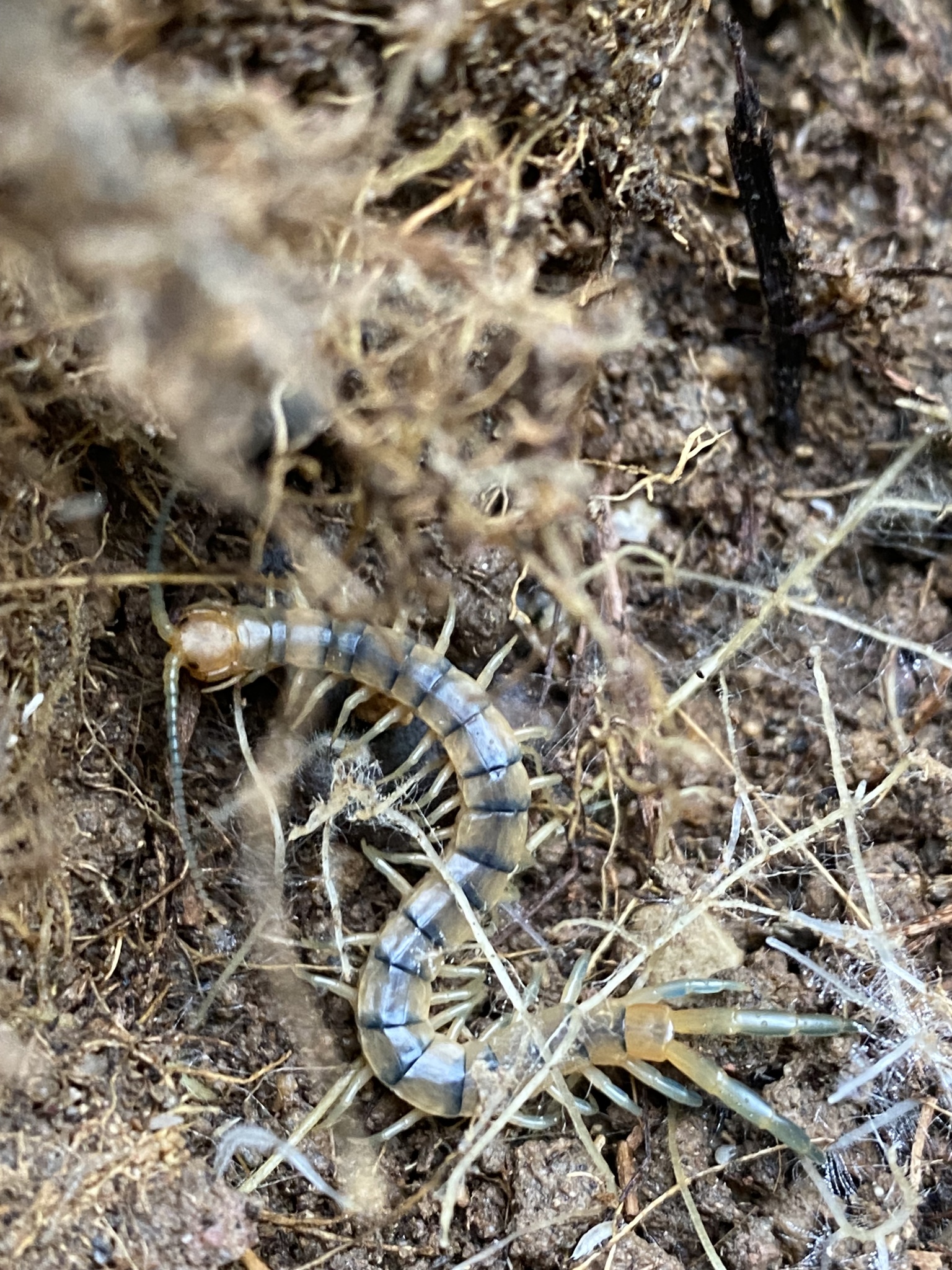 Scolopendra polymorpha Wood, 1861